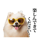 夏☆ポメラニアン（敬語）（個別スタンプ：34）