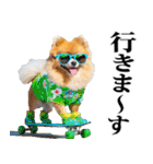 夏☆ポメラニアン（敬語）（個別スタンプ：35）