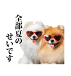 夏☆ポメラニアン（敬語）（個別スタンプ：40）