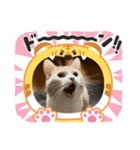 コロとピノのスタンプ③（個別スタンプ：11）