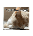コロとピノのスタンプ③（個別スタンプ：14）