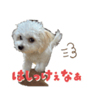 堀口家のサンジくん〜秩父弁ver.〜（個別スタンプ：13）