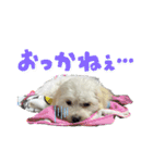 堀口家のサンジくん〜秩父弁ver.〜（個別スタンプ：16）