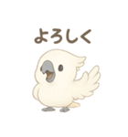モフモフ白いオウムのまいにちスタンプ（個別スタンプ：8）