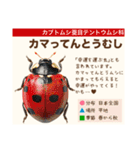 架空昆虫生き物図鑑（個別スタンプ：4）