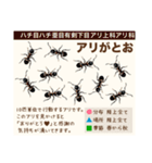 架空昆虫生き物図鑑（個別スタンプ：6）