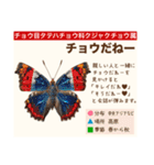 架空昆虫生き物図鑑（個別スタンプ：13）