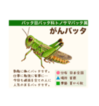 架空昆虫生き物図鑑（個別スタンプ：23）