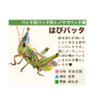 架空昆虫生き物図鑑（個別スタンプ：25）