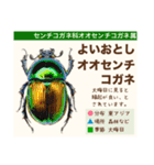 架空昆虫生き物図鑑（個別スタンプ：29）