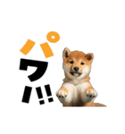 動く！デカ文字豆しば（個別スタンプ：1）