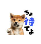 動く！デカ文字豆しば（個別スタンプ：2）
