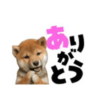 動く！デカ文字豆しば（個別スタンプ：3）