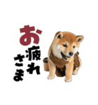 動く！デカ文字豆しば（個別スタンプ：5）