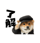 動く！デカ文字豆しば（個別スタンプ：6）
