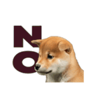 動く！デカ文字豆しば（個別スタンプ：7）