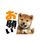 動く！デカ文字豆しば（個別スタンプ：9）