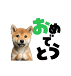動く！デカ文字豆しば（個別スタンプ：10）
