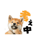 動く！デカ文字豆しば（個別スタンプ：11）