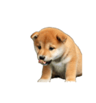 動く！デカ文字豆しば（個別スタンプ：12）