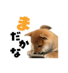 動く！デカ文字豆しば（個別スタンプ：13）