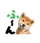 動く！デカ文字豆しば（個別スタンプ：14）