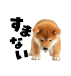 動く！デカ文字豆しば（個別スタンプ：15）