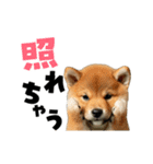 動く！デカ文字豆しば（個別スタンプ：17）