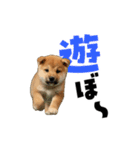 動く！デカ文字豆しば（個別スタンプ：18）