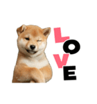 動く！デカ文字豆しば（個別スタンプ：19）