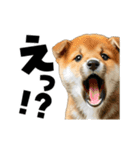 動く！デカ文字豆しば（個別スタンプ：21）