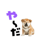 動く！デカ文字豆しば（個別スタンプ：22）