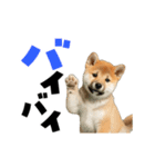 動く！デカ文字豆しば（個別スタンプ：23）