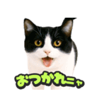 飛び出す★リアル猫（個別スタンプ：2）