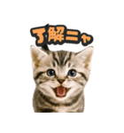 飛び出す★リアル猫（個別スタンプ：3）