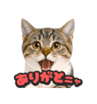飛び出す★リアル猫（個別スタンプ：4）