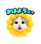 飛び出す★リアル猫（個別スタンプ：5）