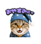 飛び出す★リアル猫（個別スタンプ：6）