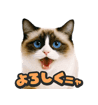 飛び出す★リアル猫（個別スタンプ：9）
