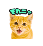 飛び出す★リアル猫（個別スタンプ：10）