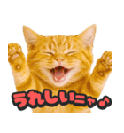 飛び出す★リアル猫（個別スタンプ：13）