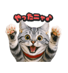 飛び出す★リアル猫（個別スタンプ：14）