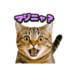 飛び出す★リアル猫（個別スタンプ：16）