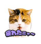 飛び出す★リアル猫（個別スタンプ：19）