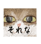 絵本に出てきそうな猫2（個別スタンプ：12）