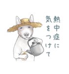 猛暑♢パンダとコアリクイ（個別スタンプ：13）