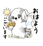 B＆W シーズー犬 2025 「天使ちゃん」（個別スタンプ：1）