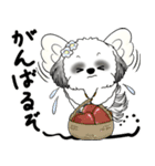 B＆W シーズー犬 2025 「天使ちゃん」（個別スタンプ：18）