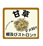 生薬スタンプ -薬学生-（個別スタンプ：1）