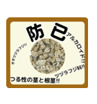 生薬スタンプ -薬学生-（個別スタンプ：31）